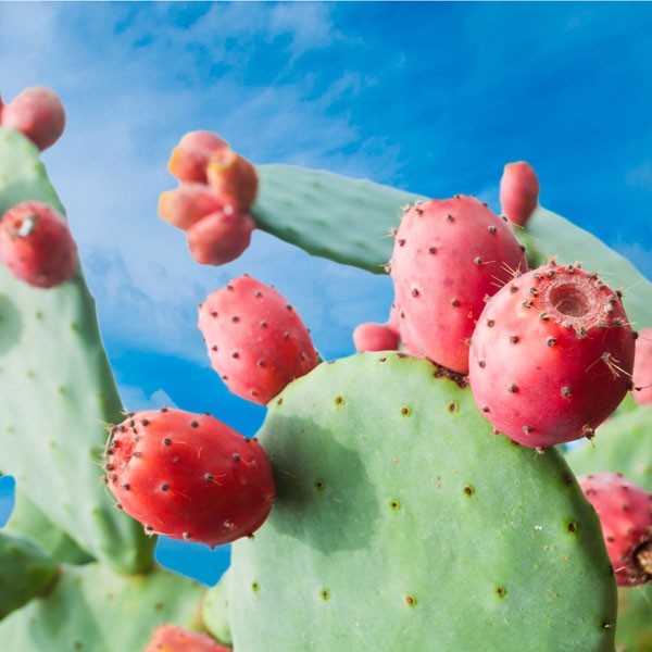 opuntia ficus indica alleato bellezza